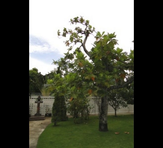 7517 Image-15