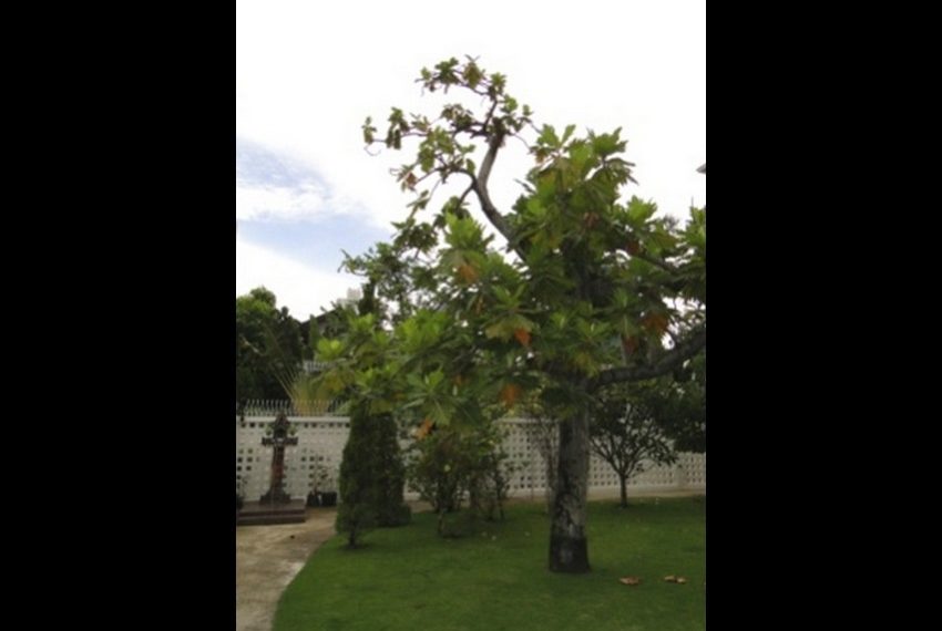 7517 Image-15